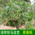 马齿苋种子包发芽支持货到付款野菜种子