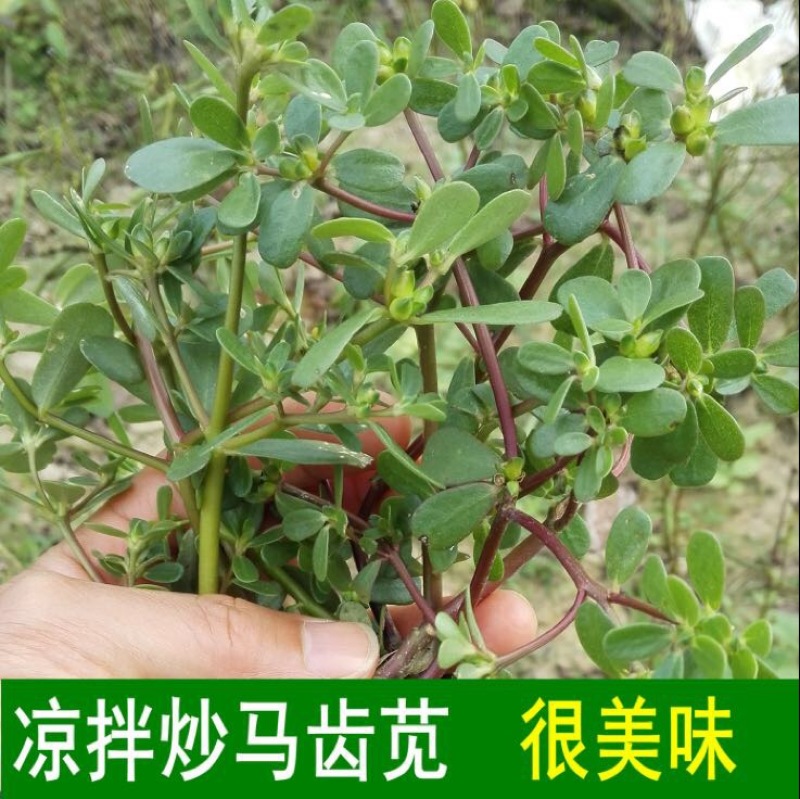 马齿苋种子包发芽支持货到付款野菜种子