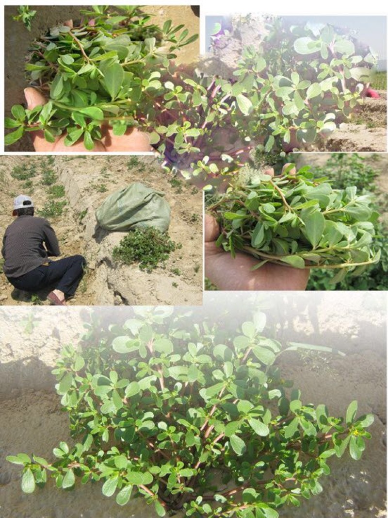 马齿苋种子包发芽支持货到付款野菜种子