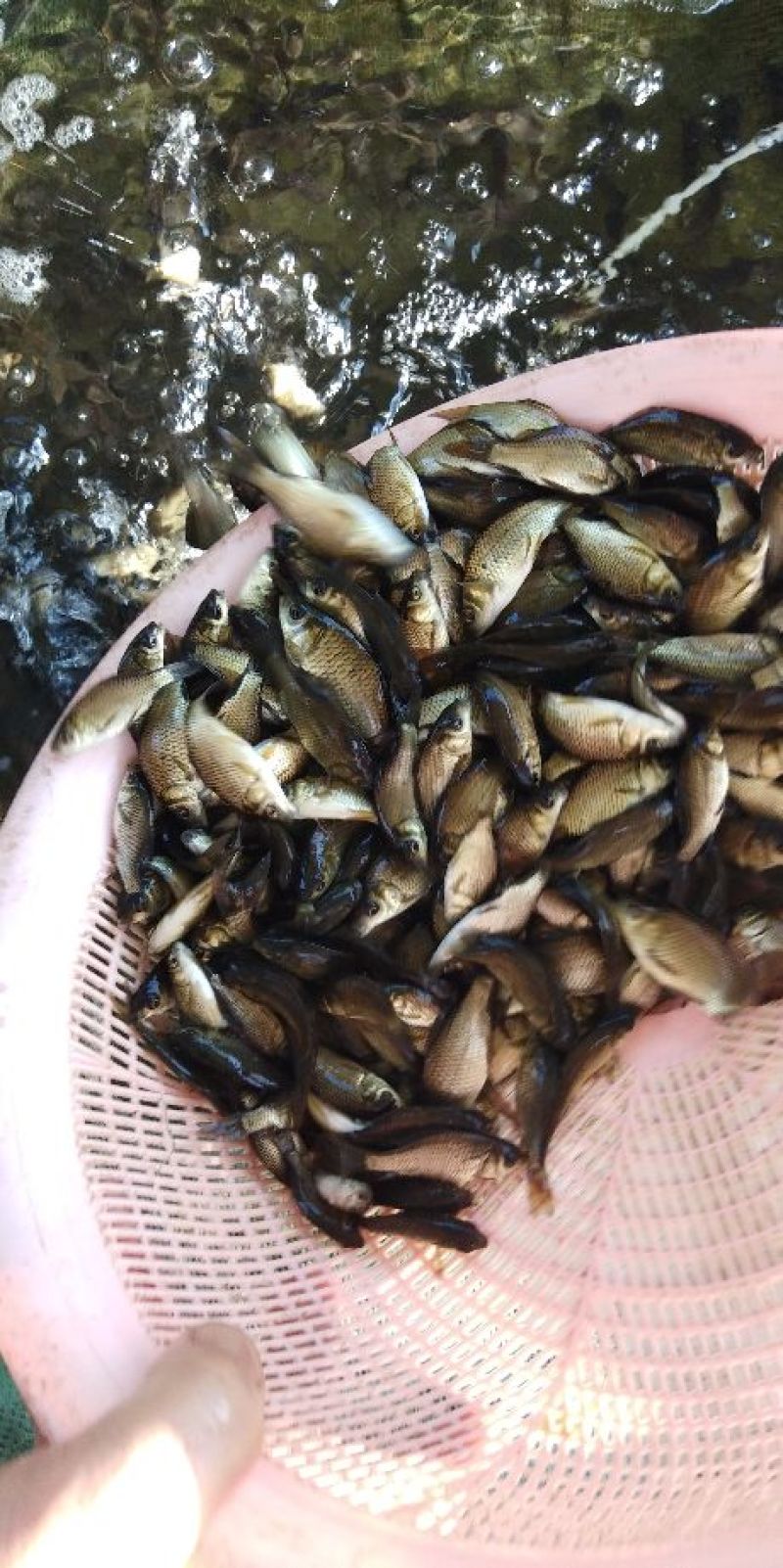 中科三号鱼苗，草鱼，鲤鱼，鲫鱼。会送货上门，货到付款