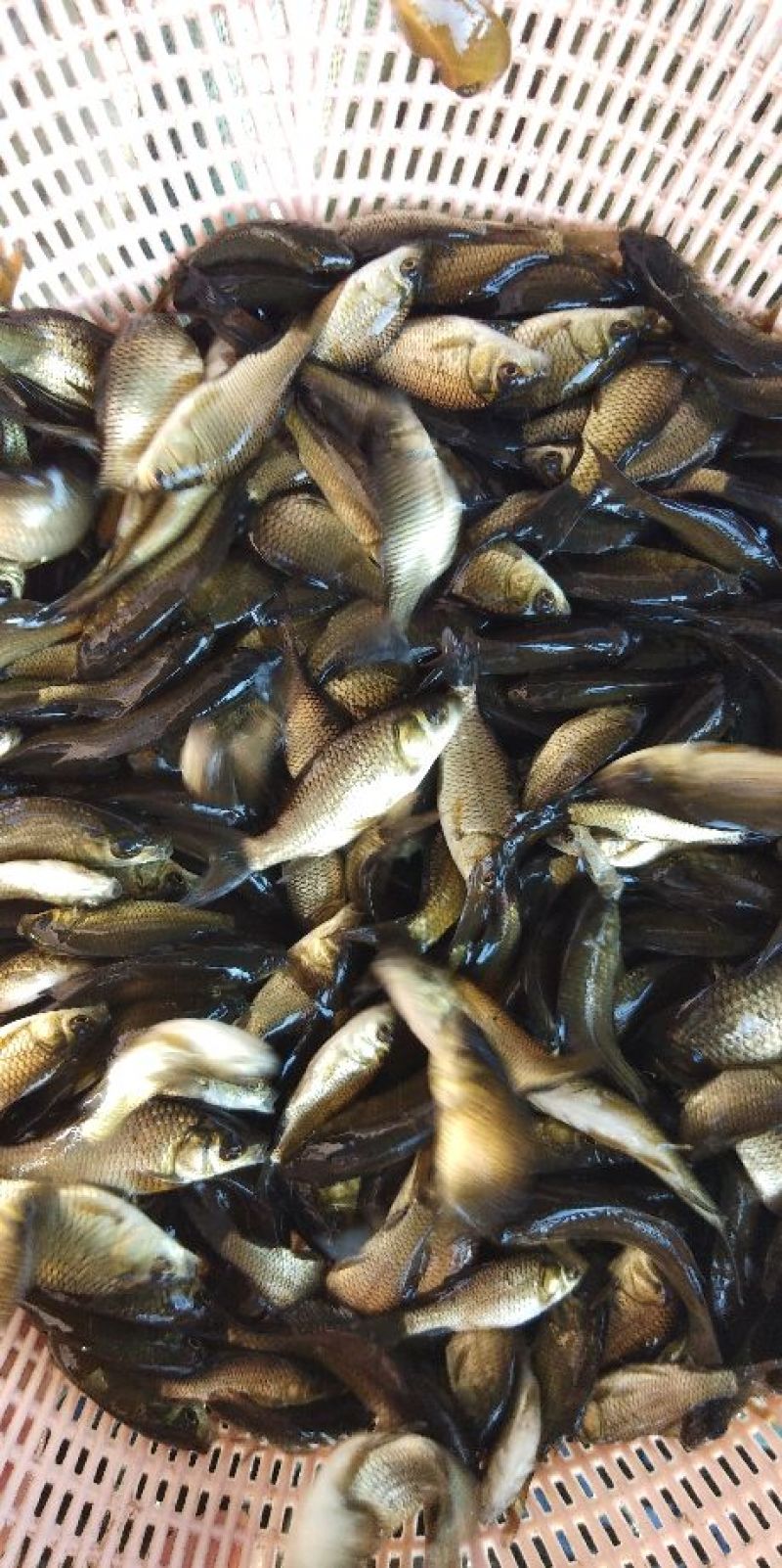 中科三号鱼苗，草鱼，鲤鱼，鲫鱼。会送货上门，货到付款