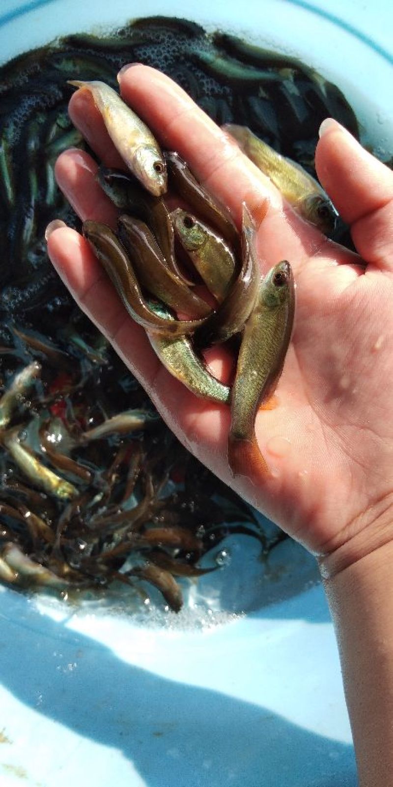 中科三号鱼苗，草鱼，鲤鱼，鲫鱼。会送货上门，货到付款