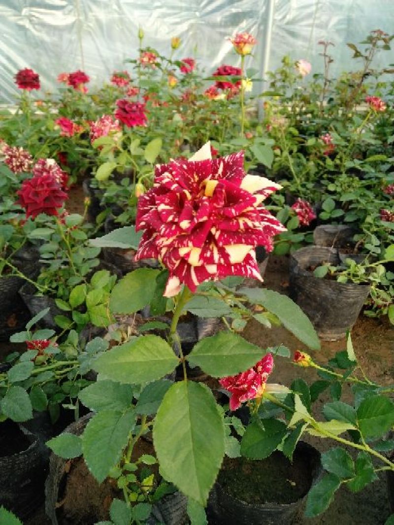大花月季品种50厘米高左右，各种花算都有