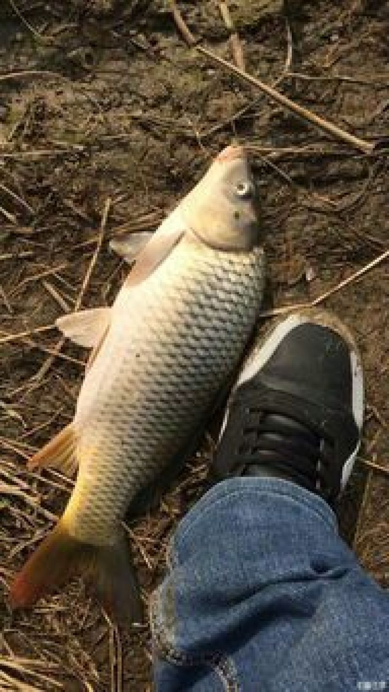 农家草鱼鲤鱼