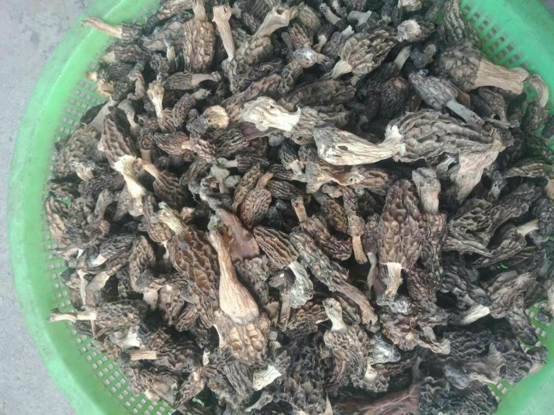 羊肚菌野生羊肚菌