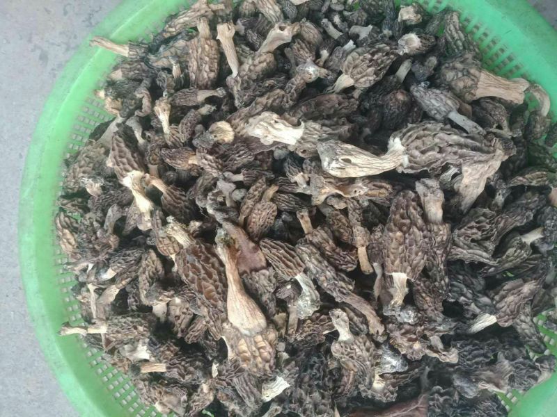 羊肚菌野生羊肚菌