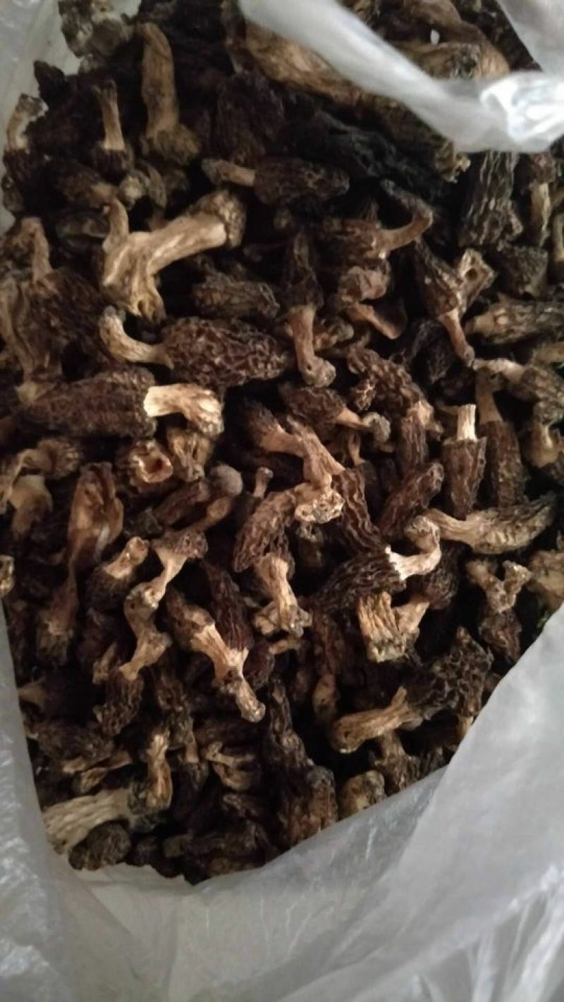 羊肚菌野生羊肚菌