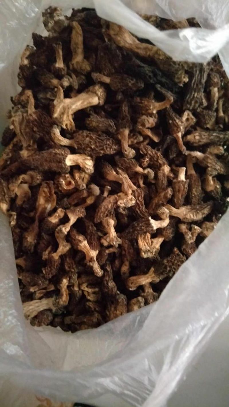 羊肚菌野生羊肚菌