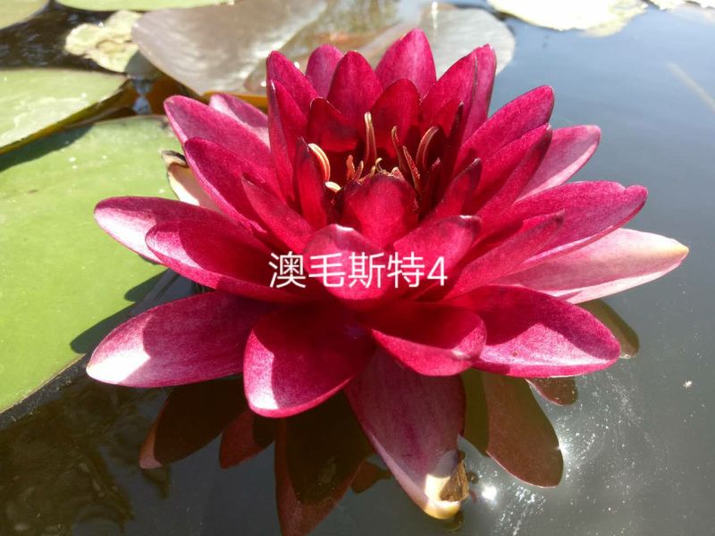 供应普通睡莲苗和精品睡莲量大价优，可施工