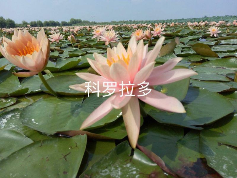 供应普通睡莲苗和精品睡莲量大价优，可施工