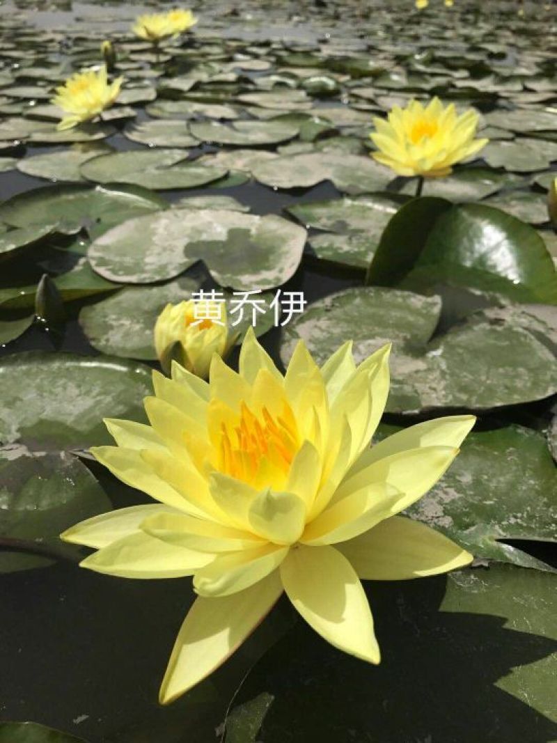 供应普通睡莲苗和精品睡莲量大价优，可施工