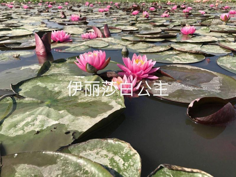 供应普通睡莲苗和精品睡莲量大价优，可施工