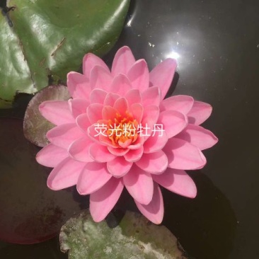 供应普通睡莲苗和精品睡莲量大价优，可施工