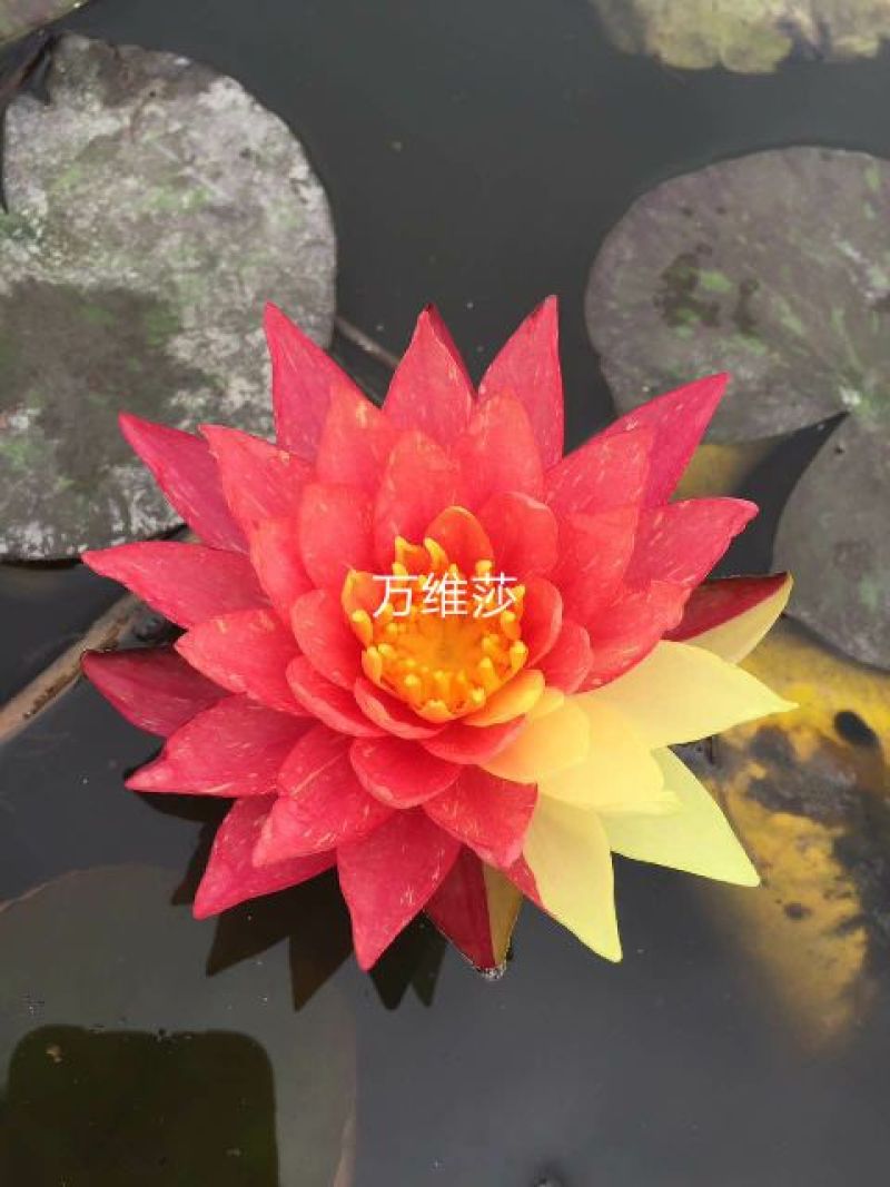供应普通睡莲苗和精品睡莲量大价优，可施工