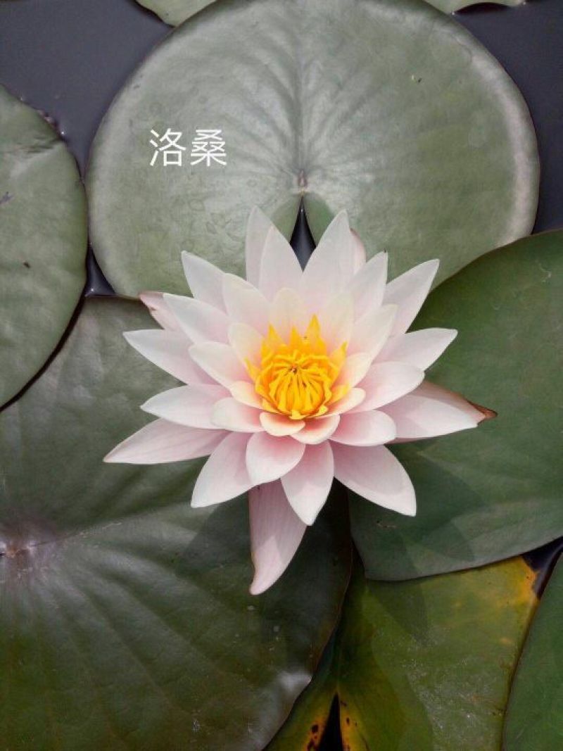 供应普通睡莲苗和精品睡莲量大价优，可施工