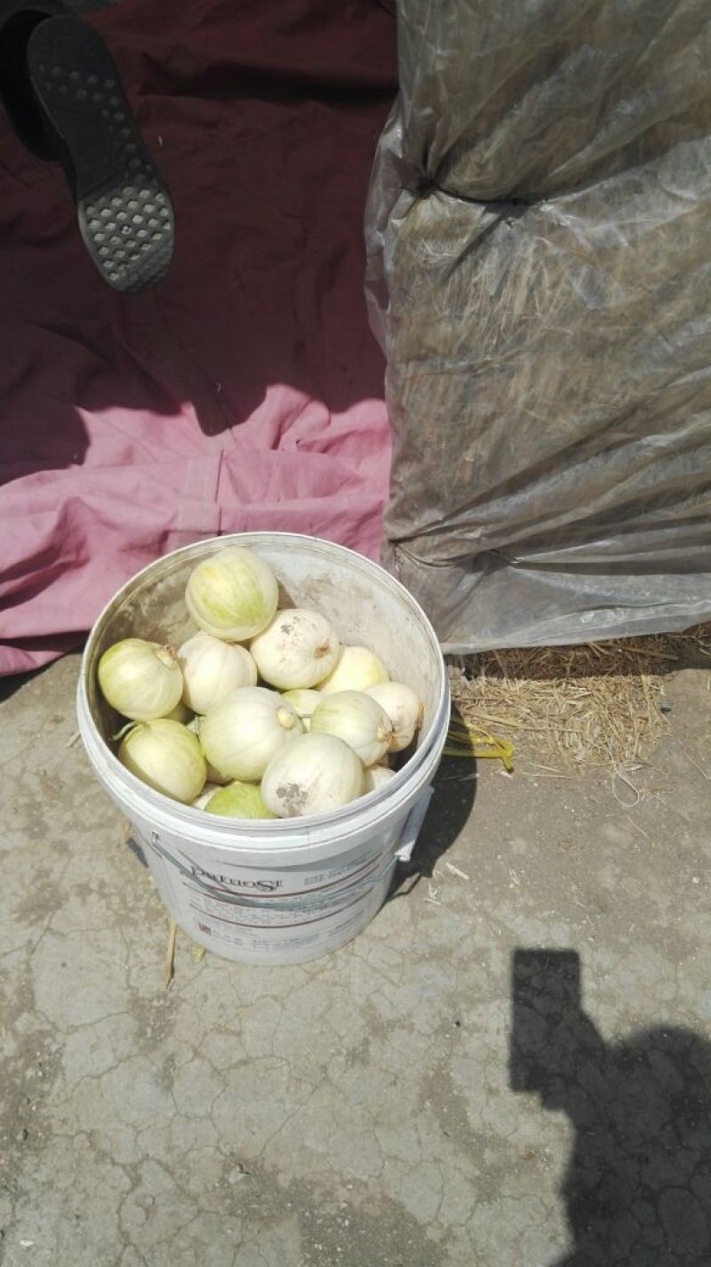 辽宁凌海精品金妃香瓜大量出售