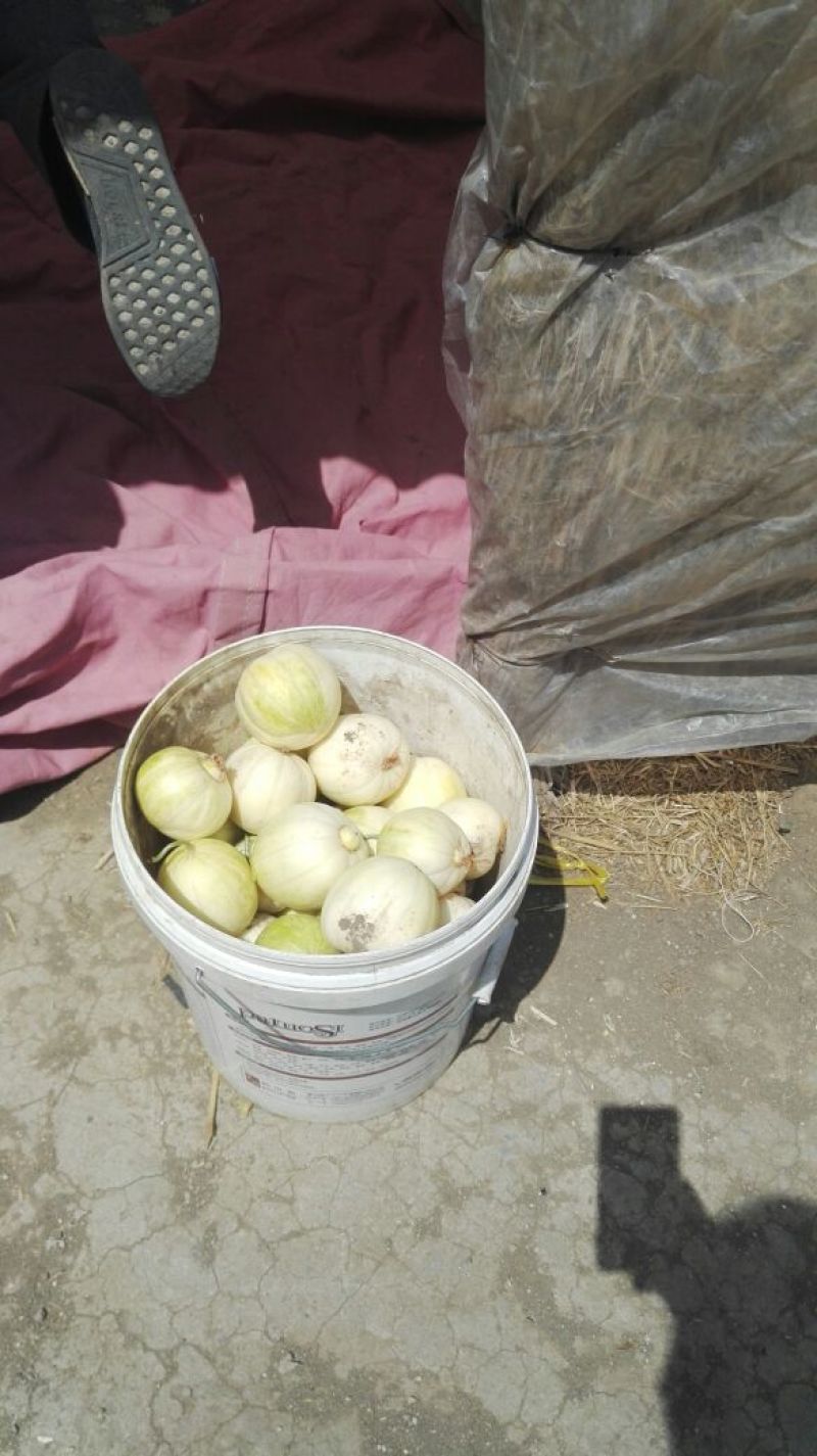 辽宁凌海精品金妃香瓜大量出售