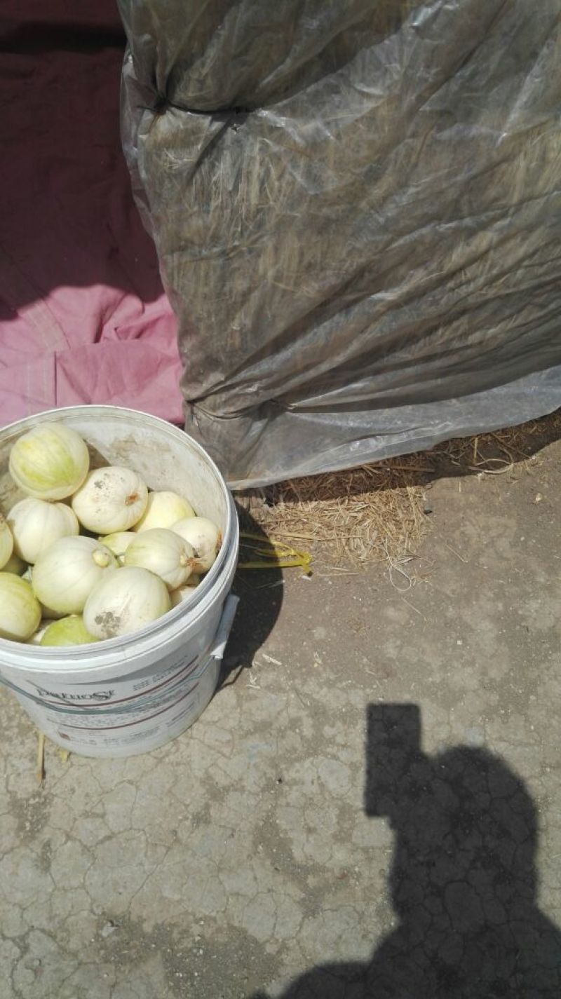 辽宁凌海精品金妃香瓜大量出售