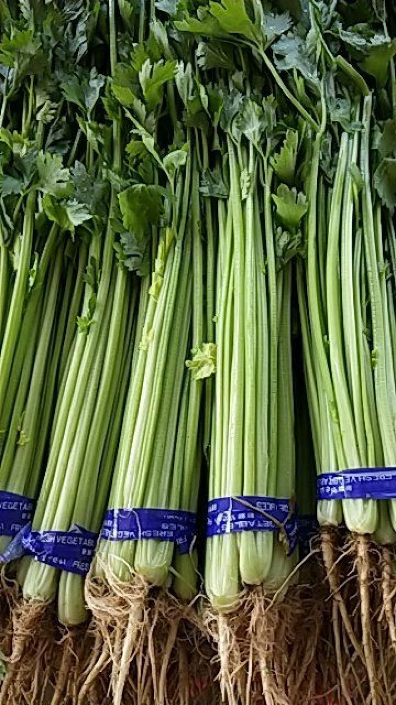 四季小山芹，超市，市场直供