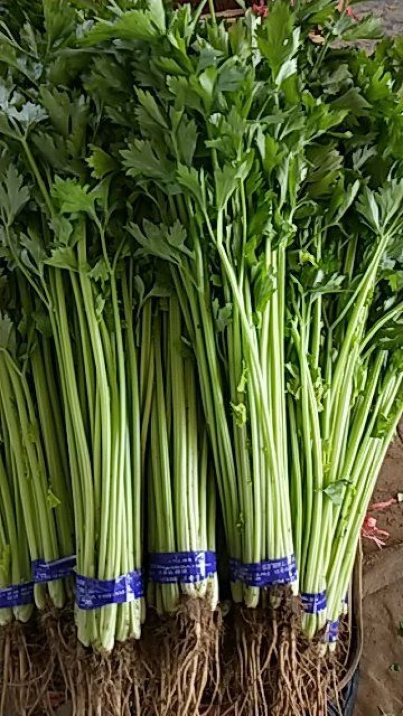 四季小山芹，超市，市场直供