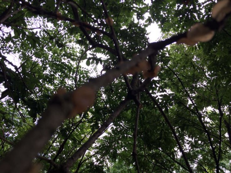 松乳菇