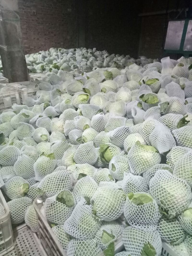 绿甘蓝1~2公斤精品