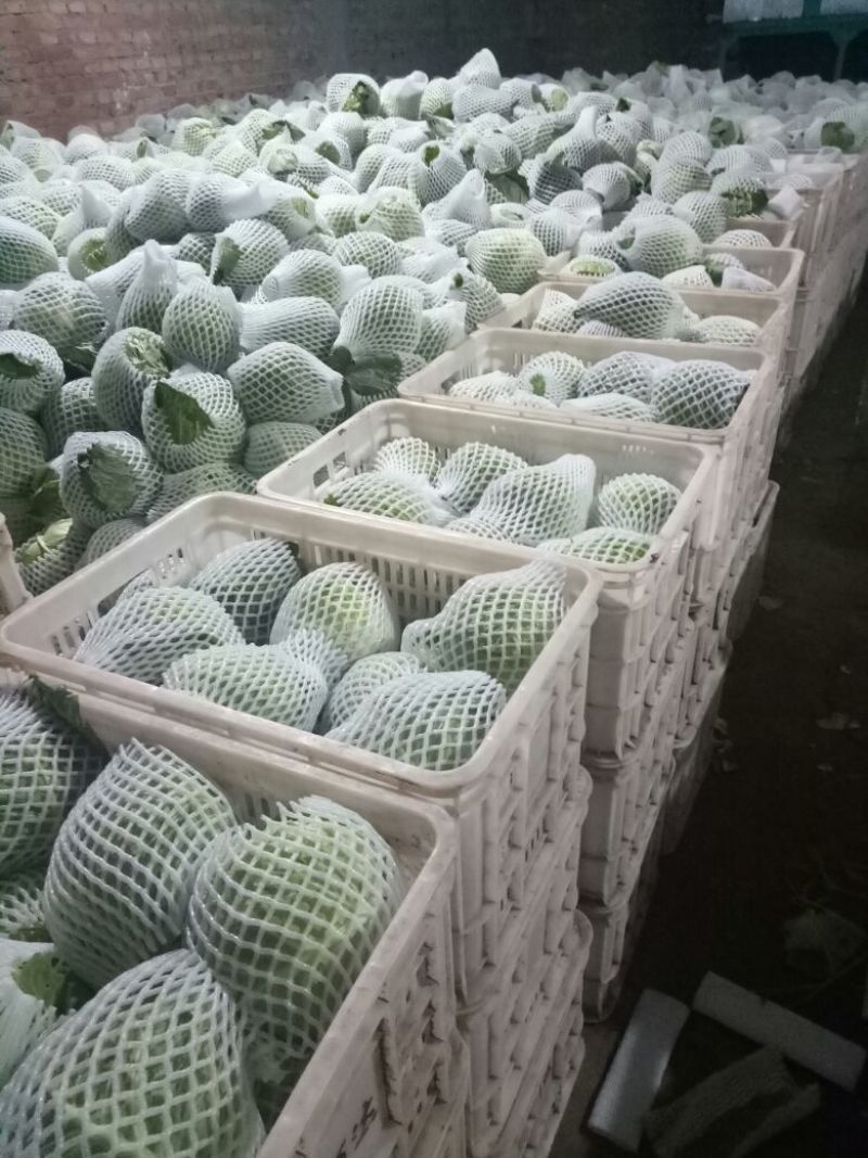 绿甘蓝1~2公斤精品