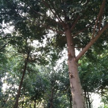 云南红豆杉苗10~20cm