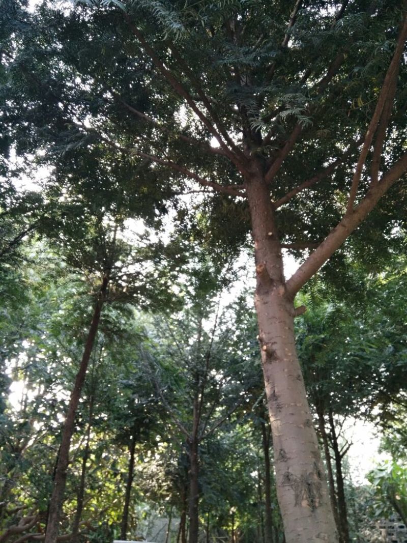 云南红豆杉苗10~20cm