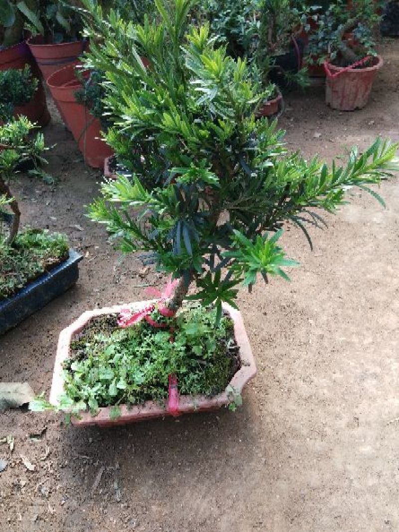 造型罗汉松