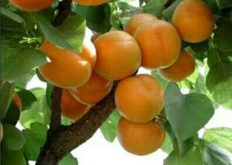 陕西大荔杏～金太阳，丰源红杏，个头大，口感好。