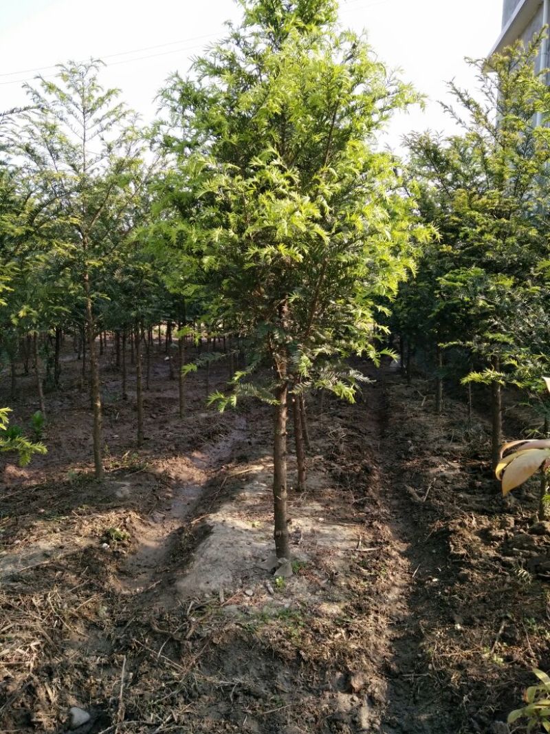 云南红豆杉苗10cm以下