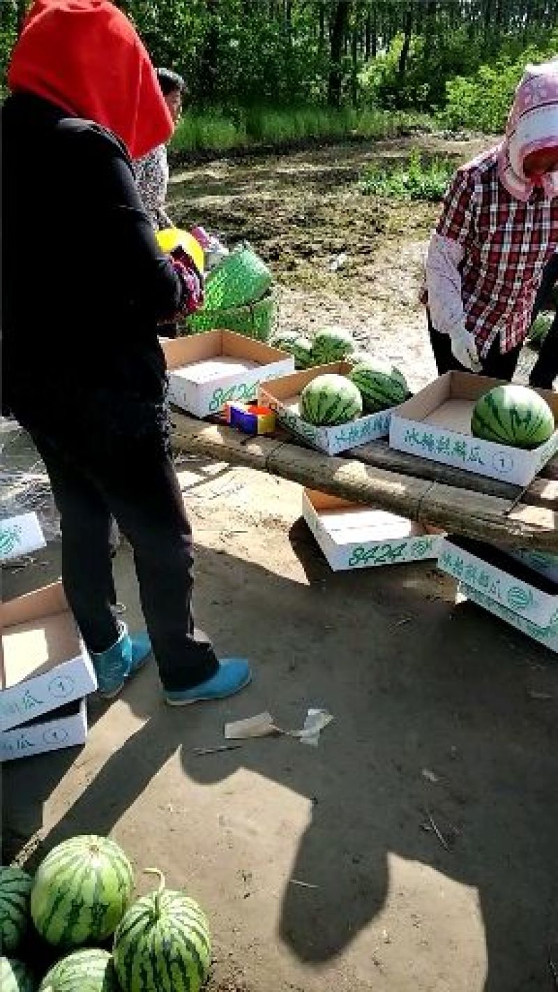 东台8424西瓜大量上市5斤打底9成熟1茬