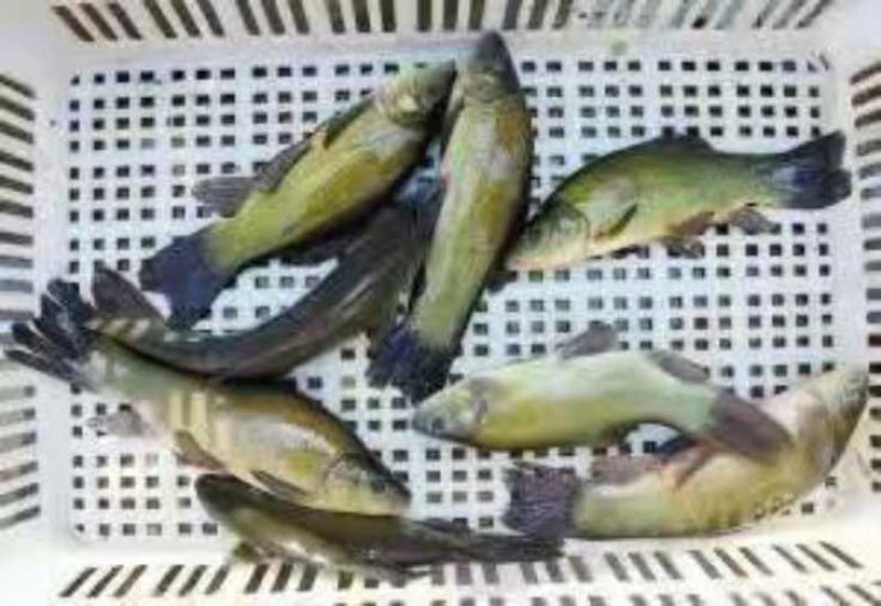 丁桂鱼10cm以下