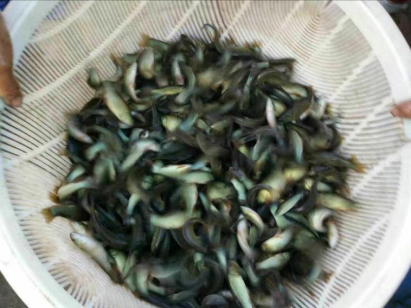 丁桂鱼10cm以下