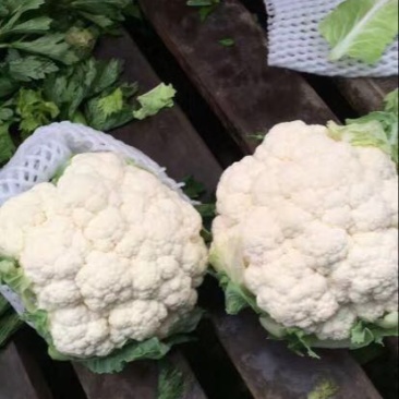 菜花紧花2~3斤乳白