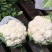 菜花紧花2~3斤乳白