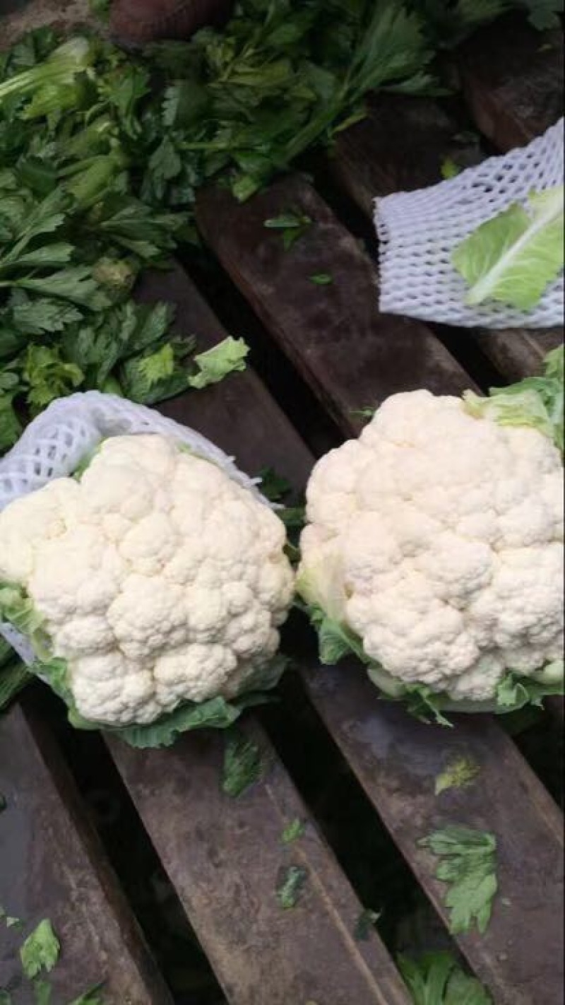 菜花紧花2~3斤乳白