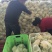 菜花紧花2~3斤乳白