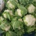 菜花紧花2~3斤乳白