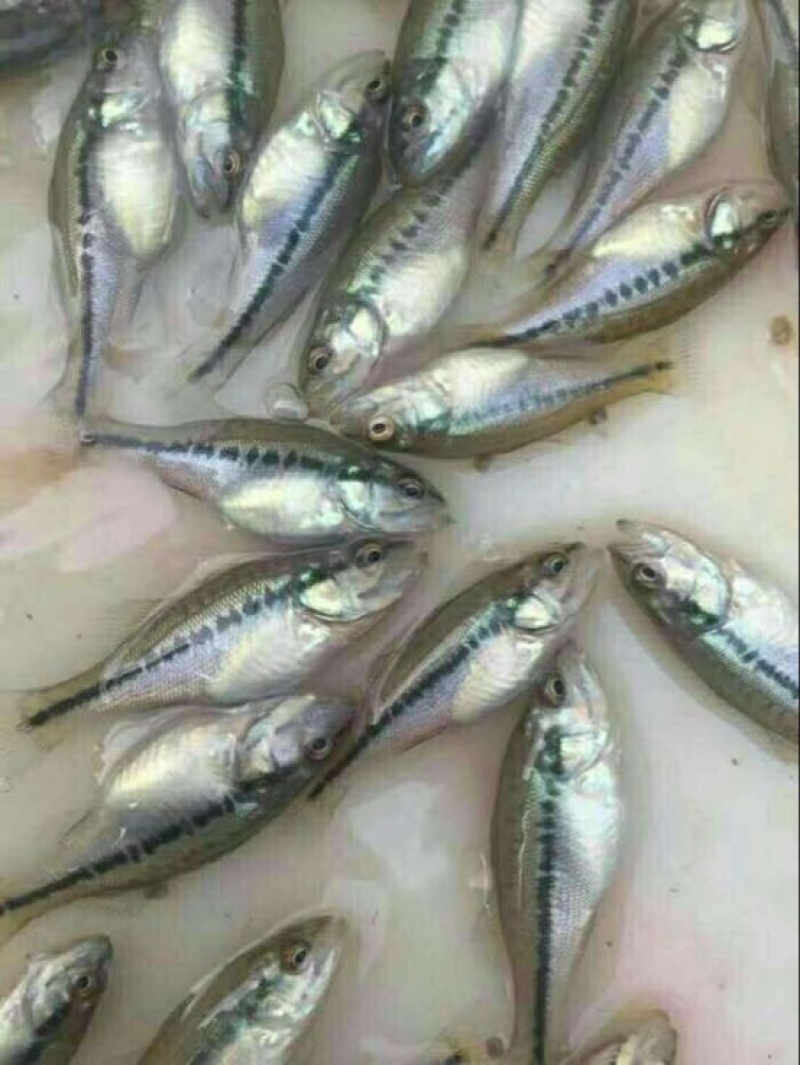 优鲈1号