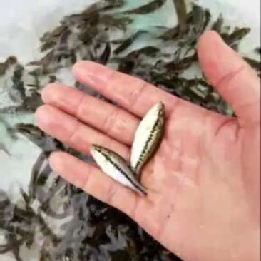 优鲈1号