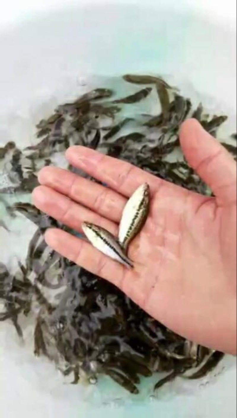 优鲈1号