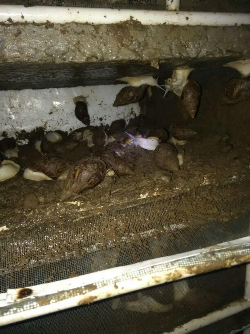白玉蜗牛，