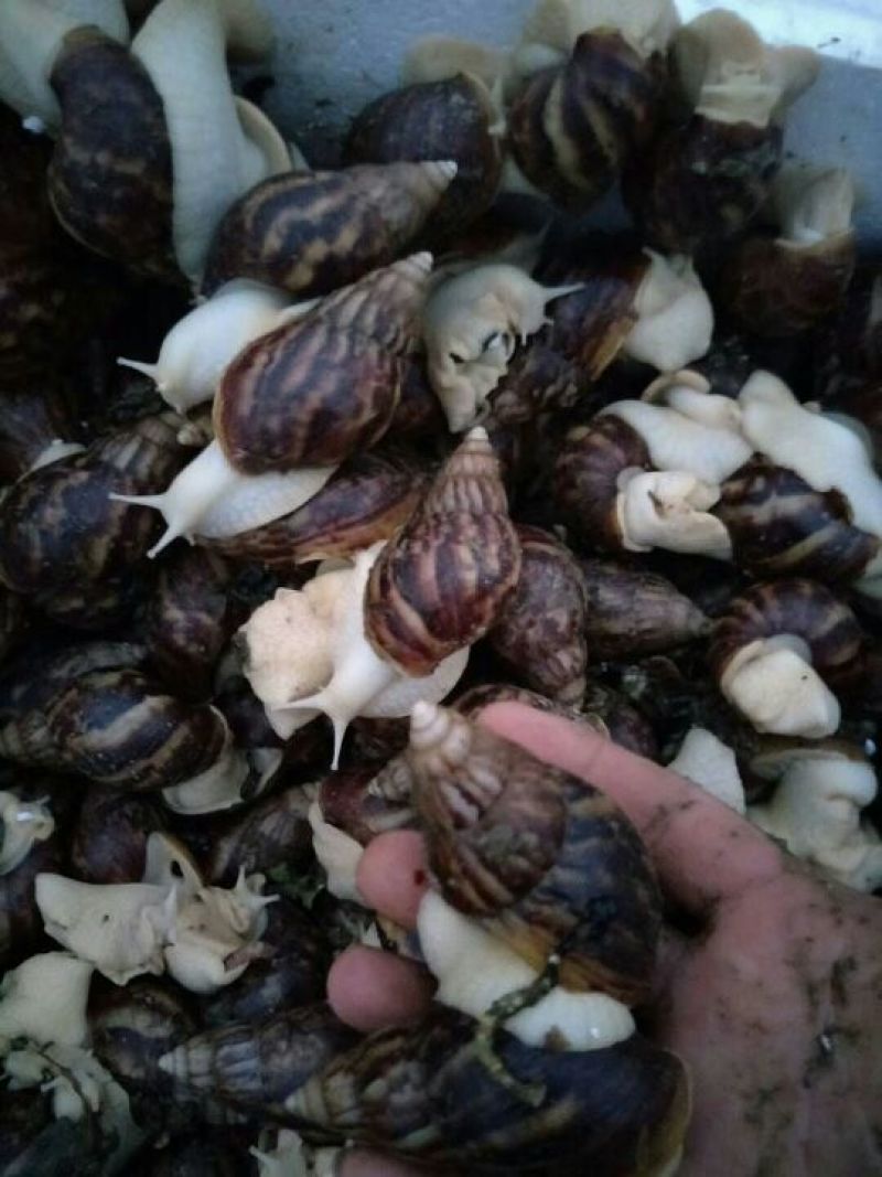 白玉蜗牛，