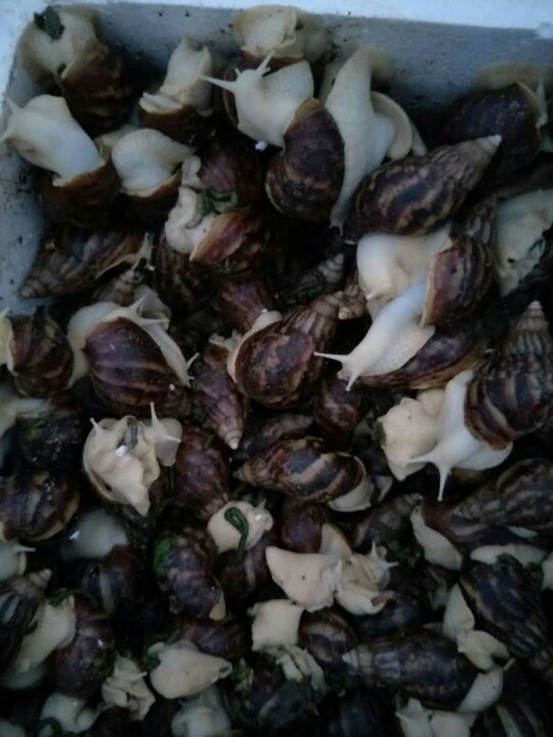 白玉蜗牛，