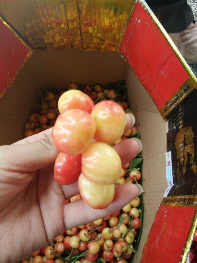 俗称黄皮