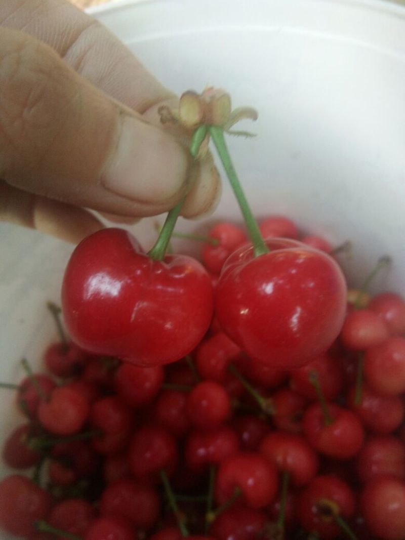 红灯大量上市中