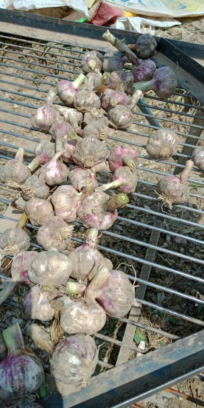 红皮湿蒜5cm~6cm分级挑选，产地直销，欢迎电话咨询