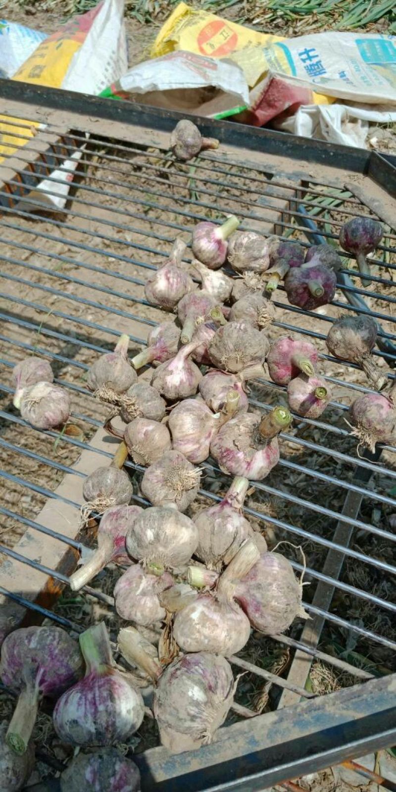 红皮湿蒜5cm~6cm分级挑选，产地直销，欢迎电话咨询